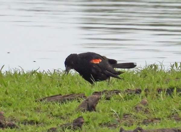 Red-winged Blackbird - ML622367548