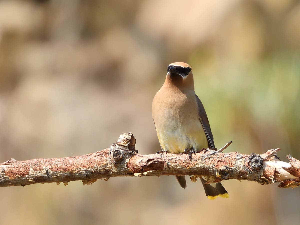 Cedar Waxwing - ML622367607