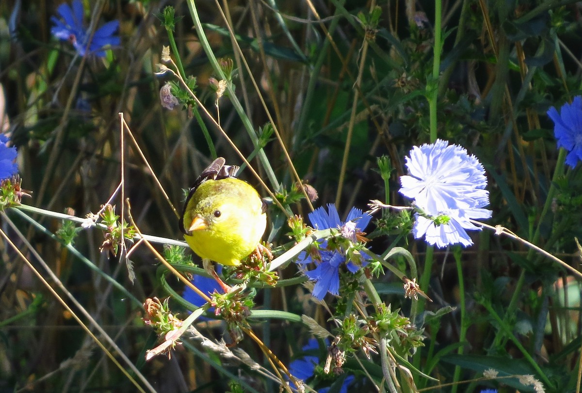American Goldfinch - ML622367630