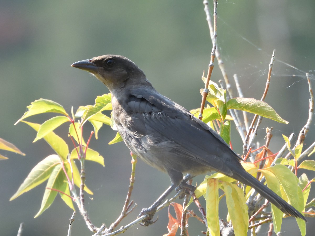 Common Grackle - ML622367645