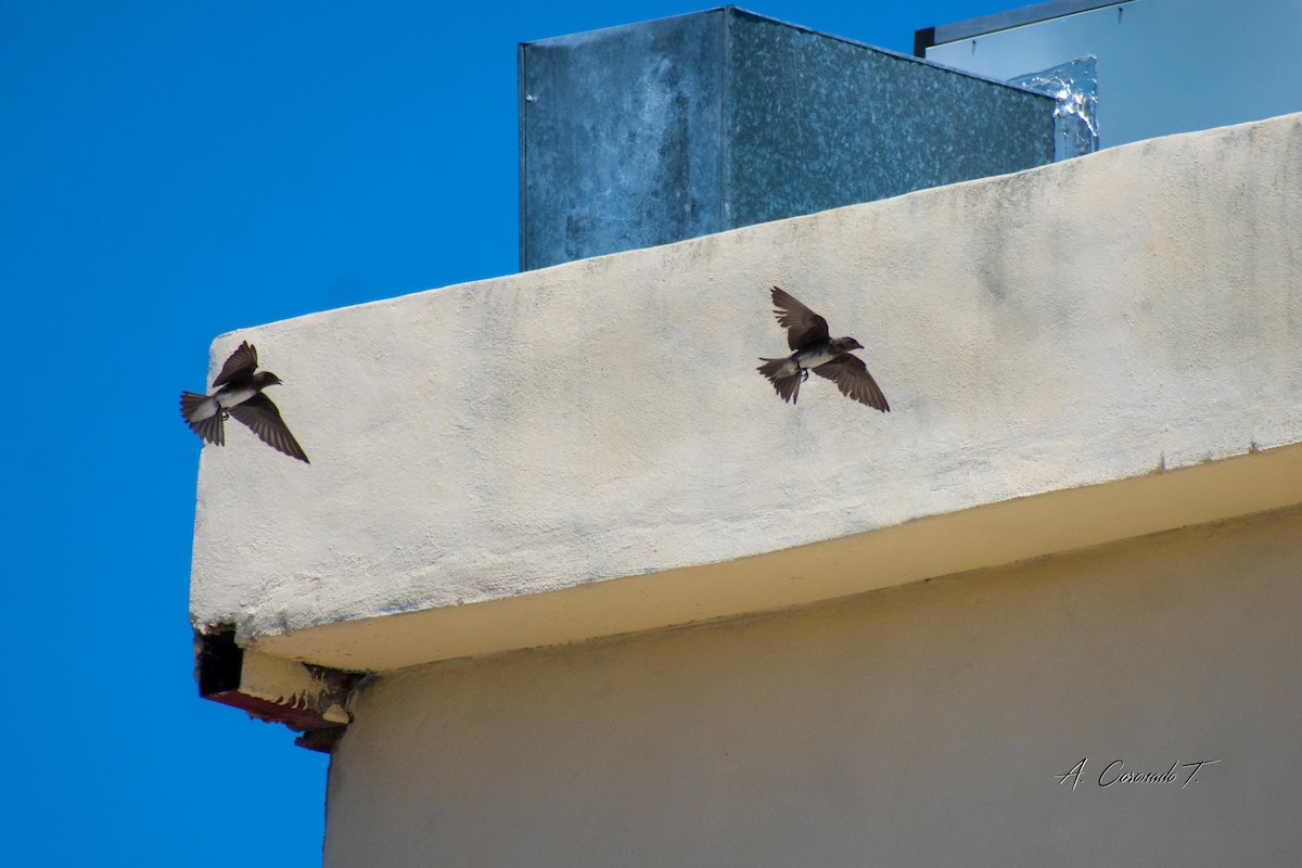 Golondrina Caribeña - ML622367697