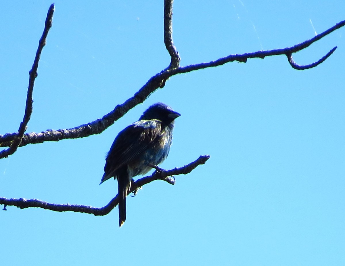Indigo Bunting - ML622367728