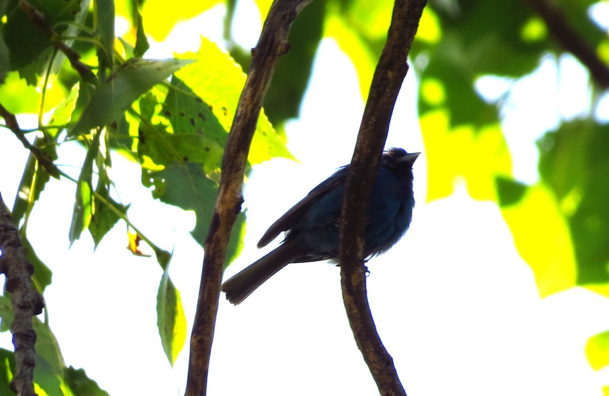Indigo Bunting - ML622367729