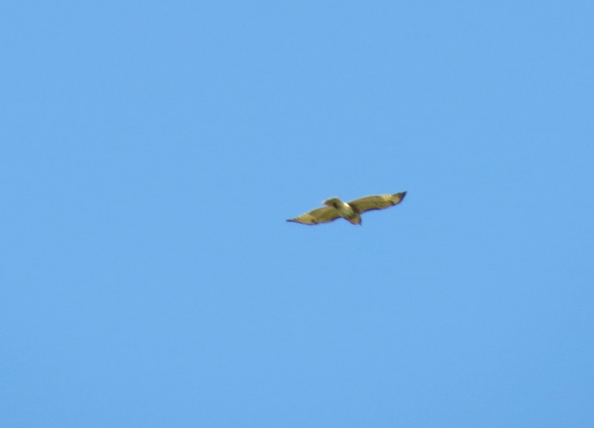 Red-tailed Hawk - ML622367748