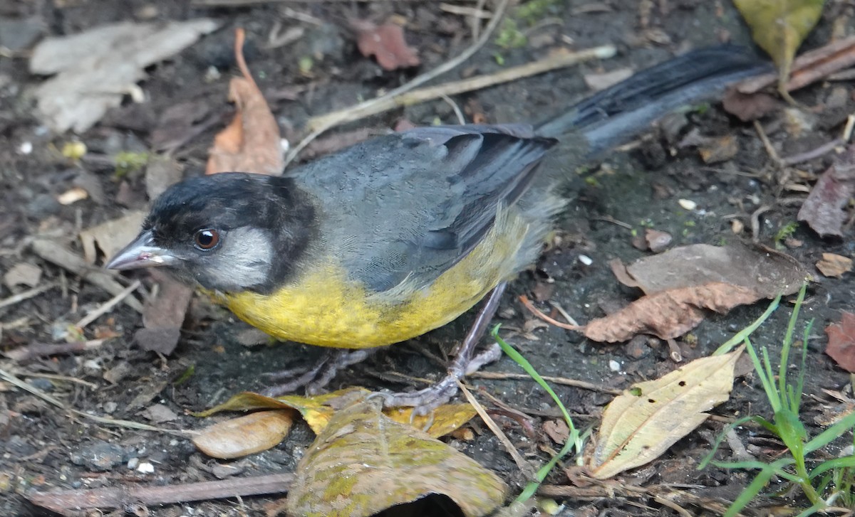 Santa Marta Brushfinch - ML622367873