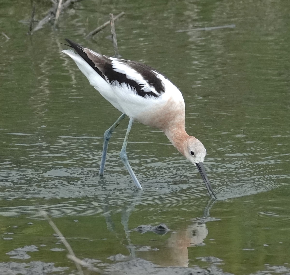 American Avocet - Mark Robbins