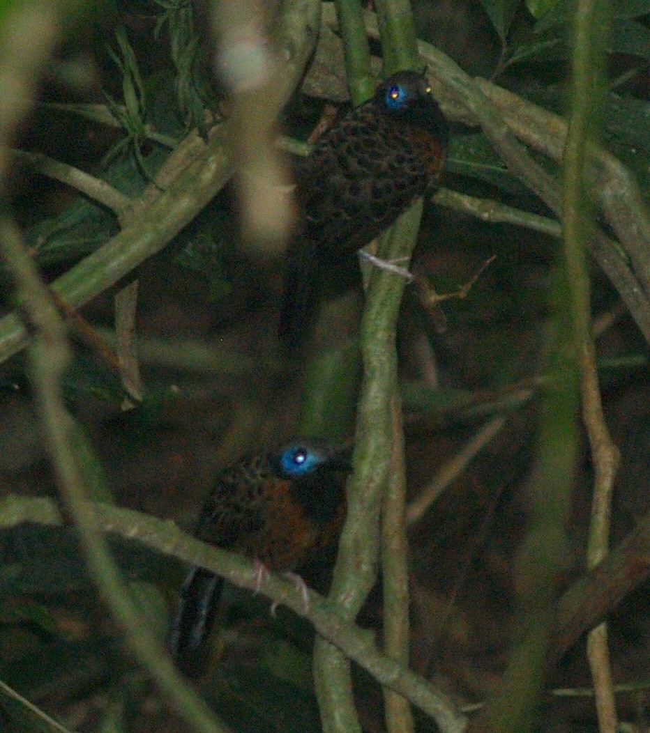 Ocellated Antbird - Jeff Hopkins