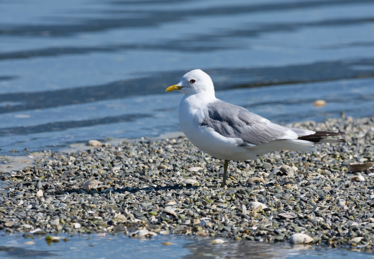 Short-billed Gull - Matt Watson