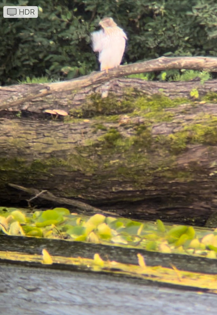 Cooper's Hawk - ML622367962