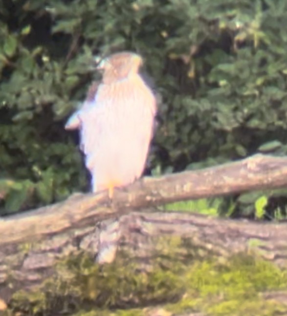 Cooper's Hawk - ML622367966