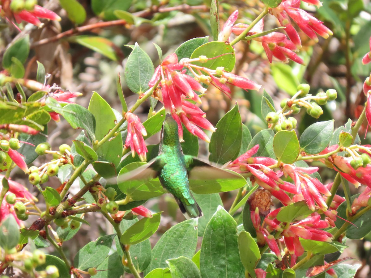 Short-tailed Emerald - ML622367970