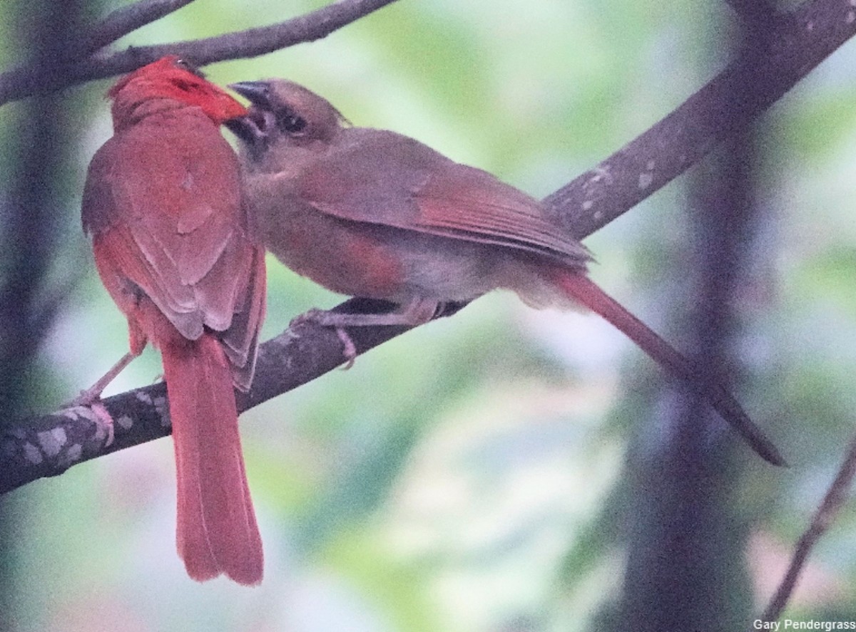 Northern Cardinal - ML622367972