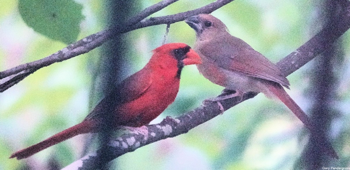 Northern Cardinal - ML622367973