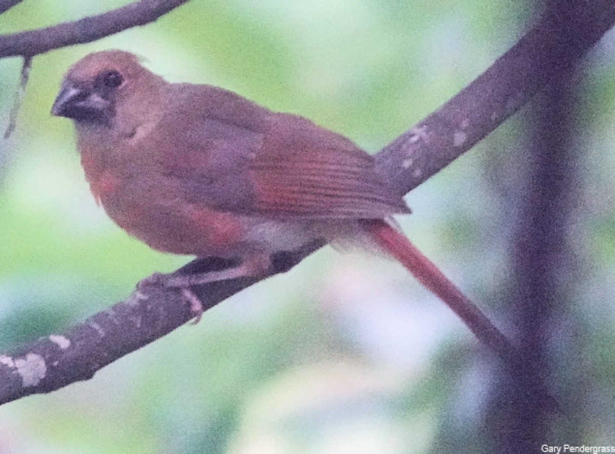Northern Cardinal - ML622367974