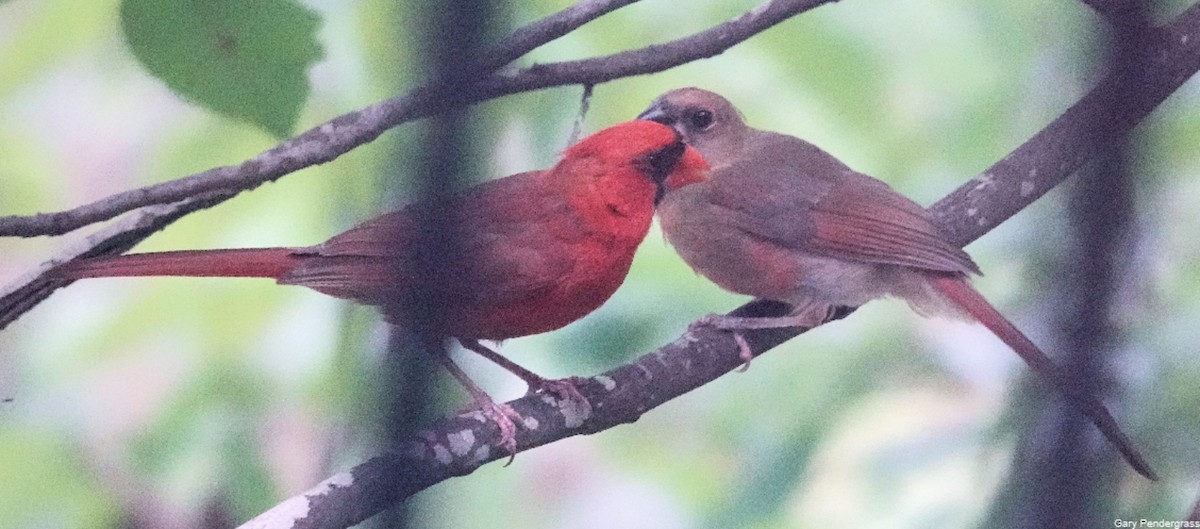 Northern Cardinal - ML622367975