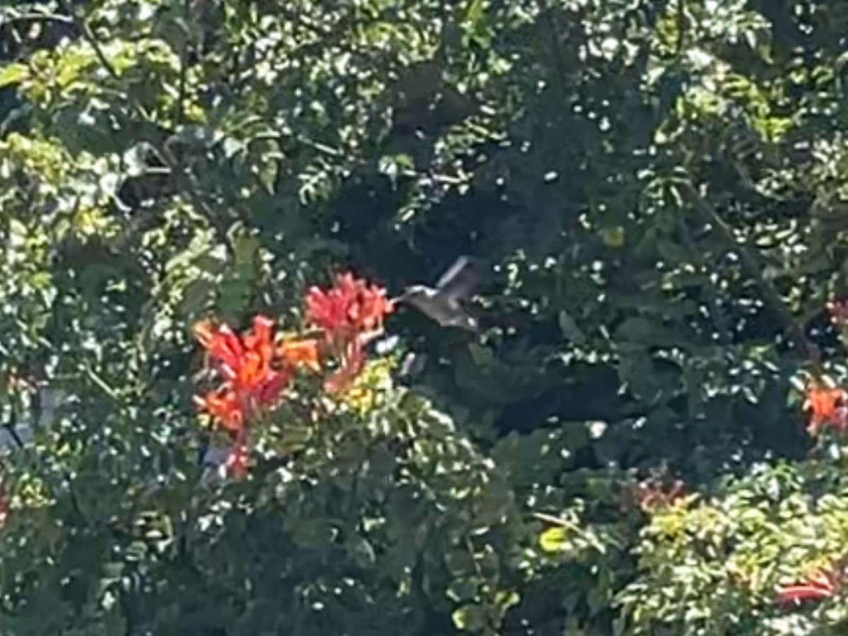 Anna's Hummingbird - ML622367993