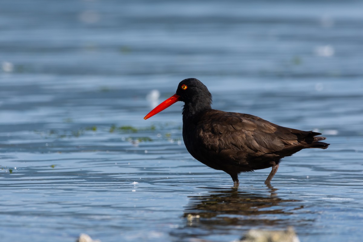 Black Oystercatcher - ML622368022