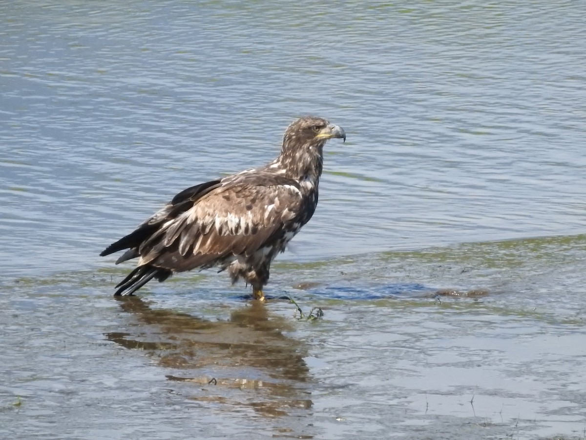 Bald Eagle - ML622368079