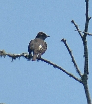 Olive-sided Flycatcher - ML622368251