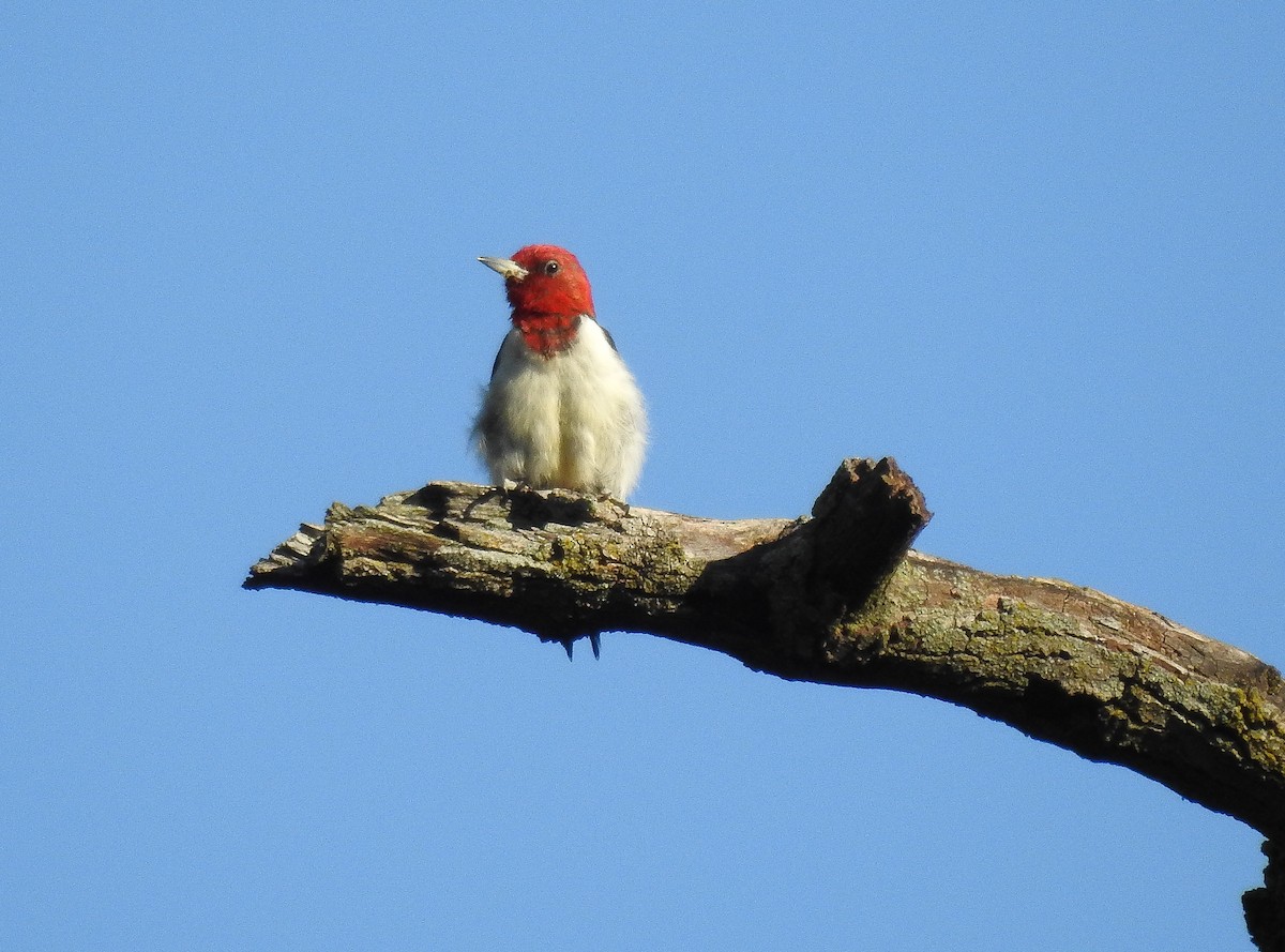 Red-headed Woodpecker - ML622368263