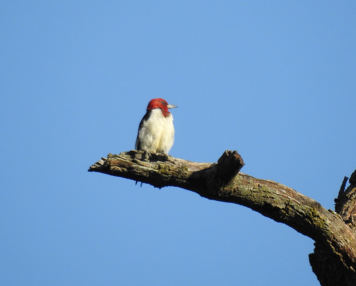 Red-headed Woodpecker - ML622368264