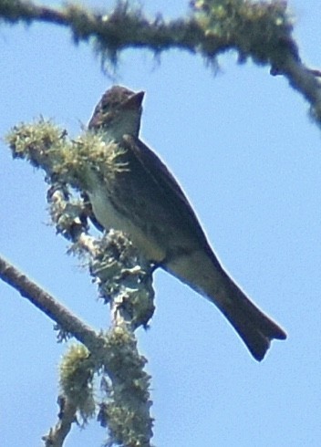 Olive-sided Flycatcher - ML622368272