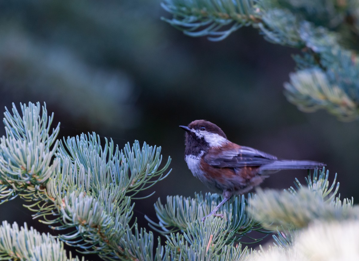 Chestnut-backed Chickadee - ML622368276