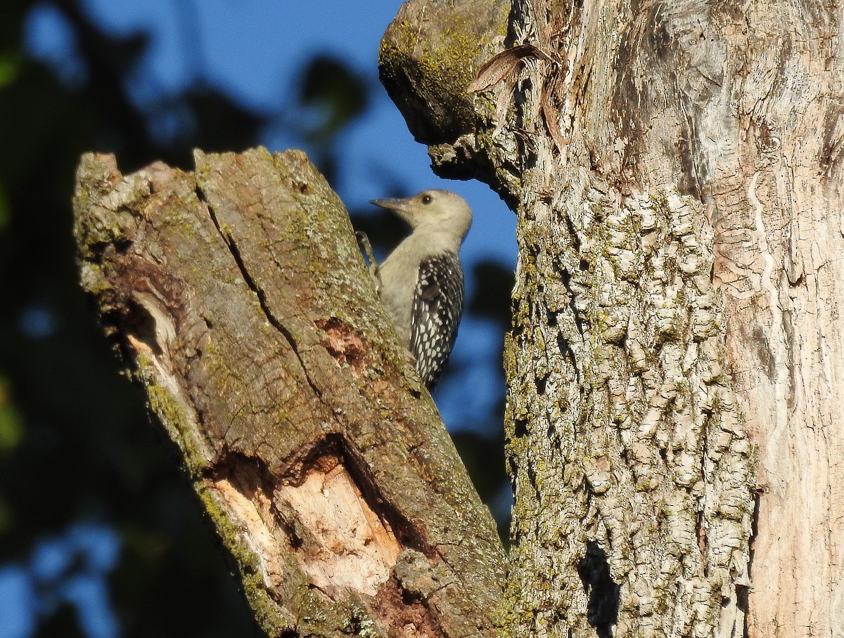 Red-bellied Woodpecker - ML622368284