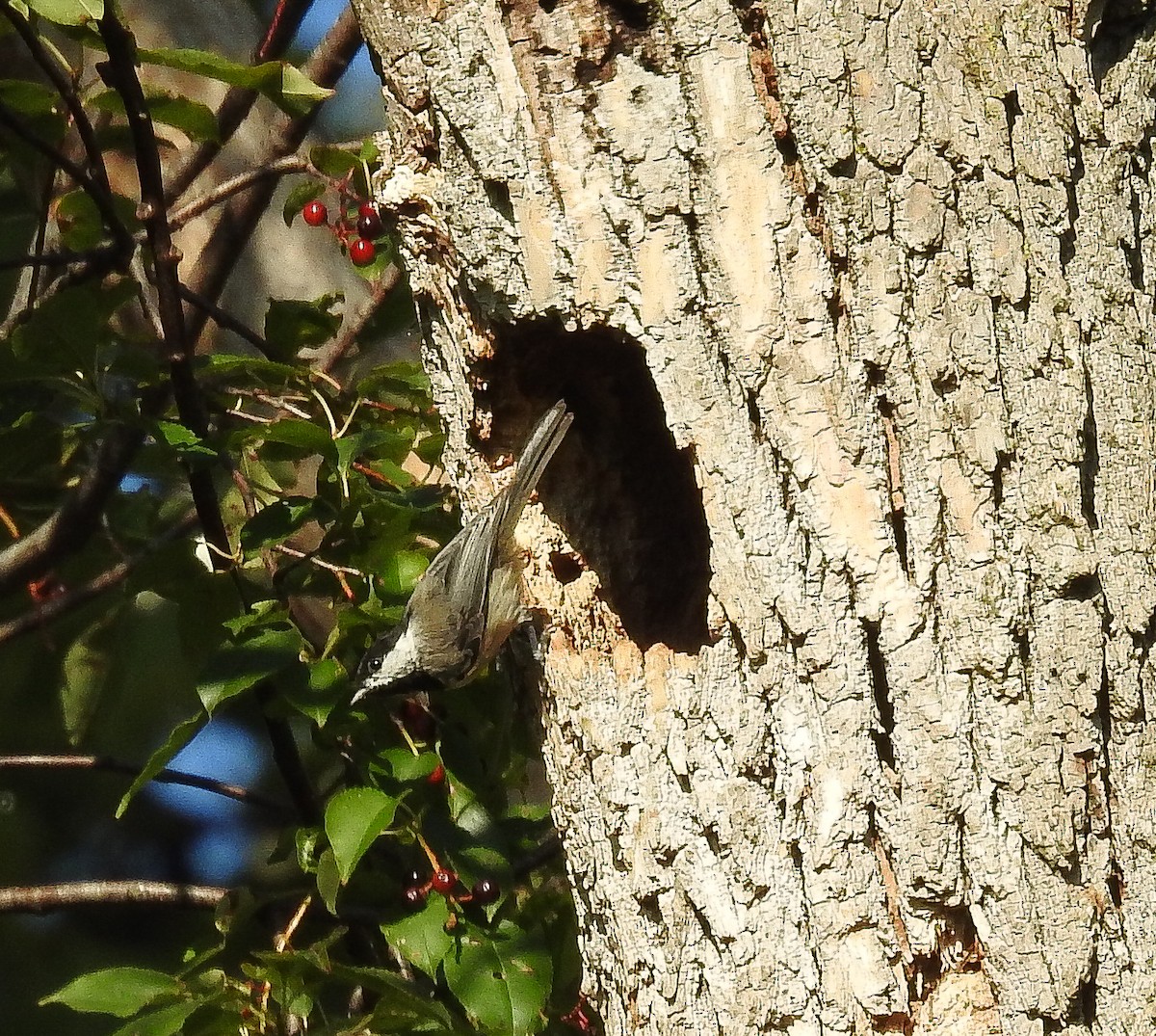 Carolina Chickadee - ML622368308