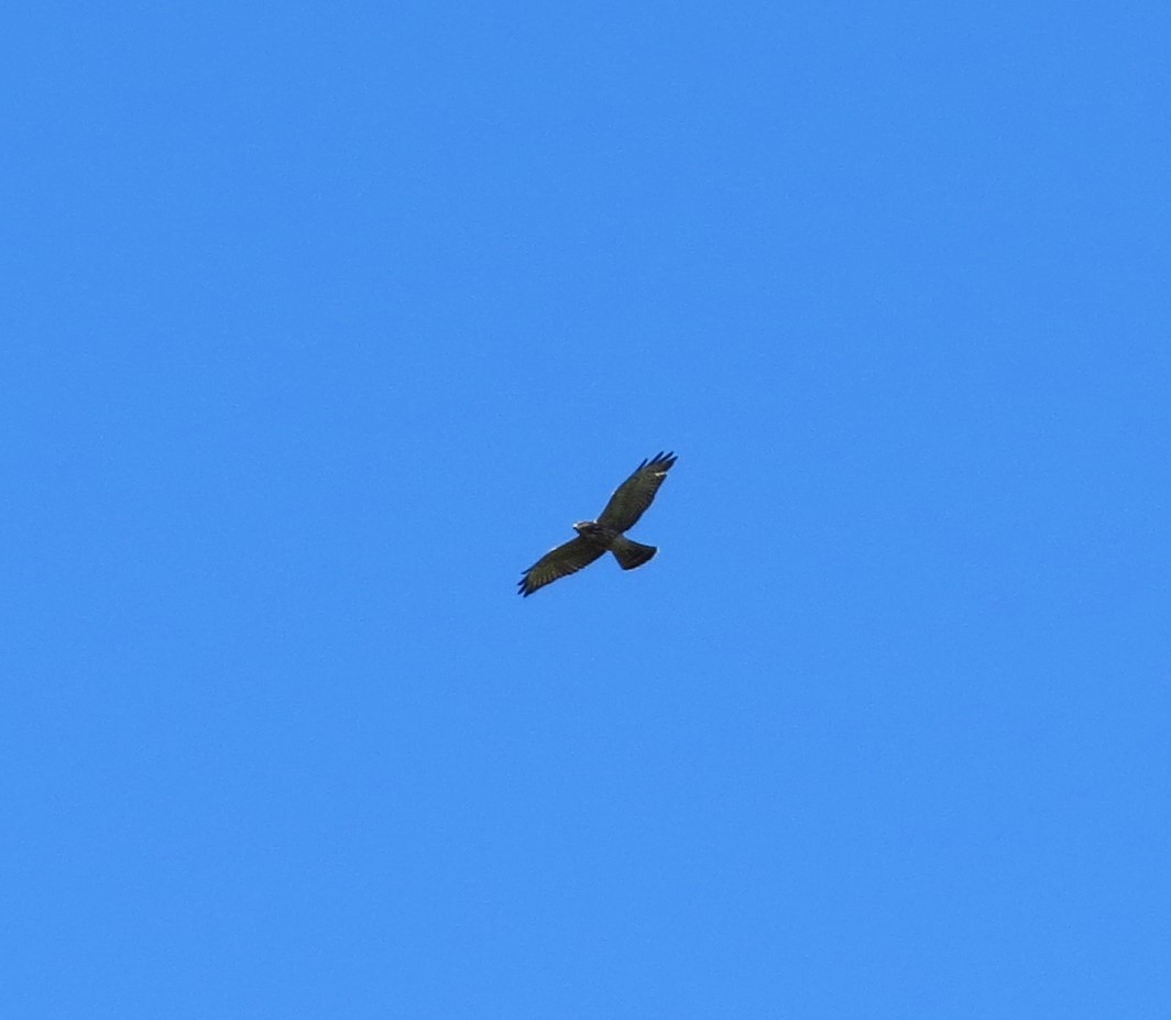 Broad-winged Hawk - ML622368380