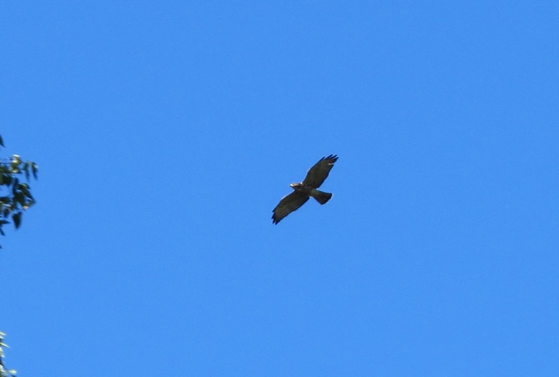 Broad-winged Hawk - ML622368381