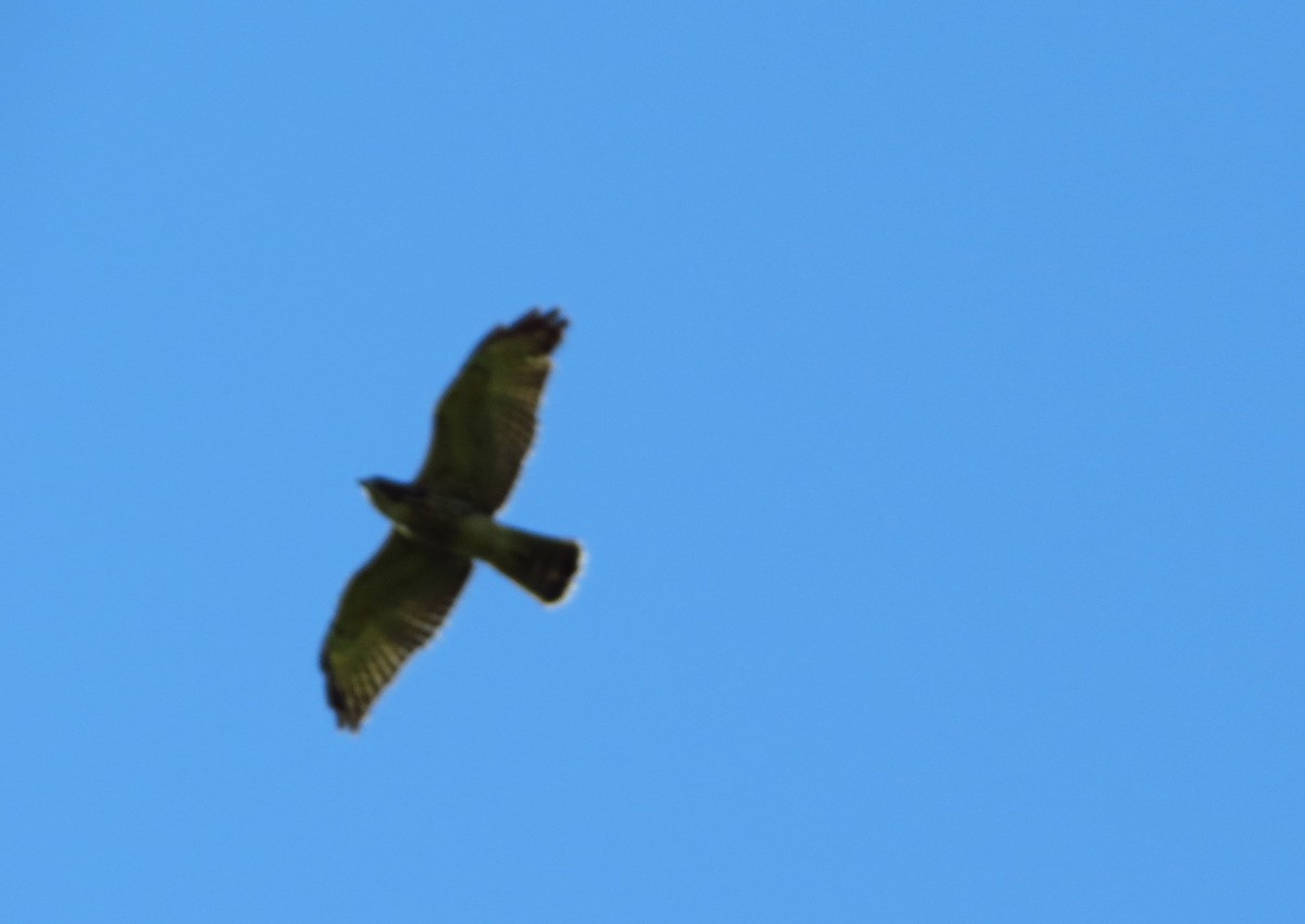 Broad-winged Hawk - ML622368382