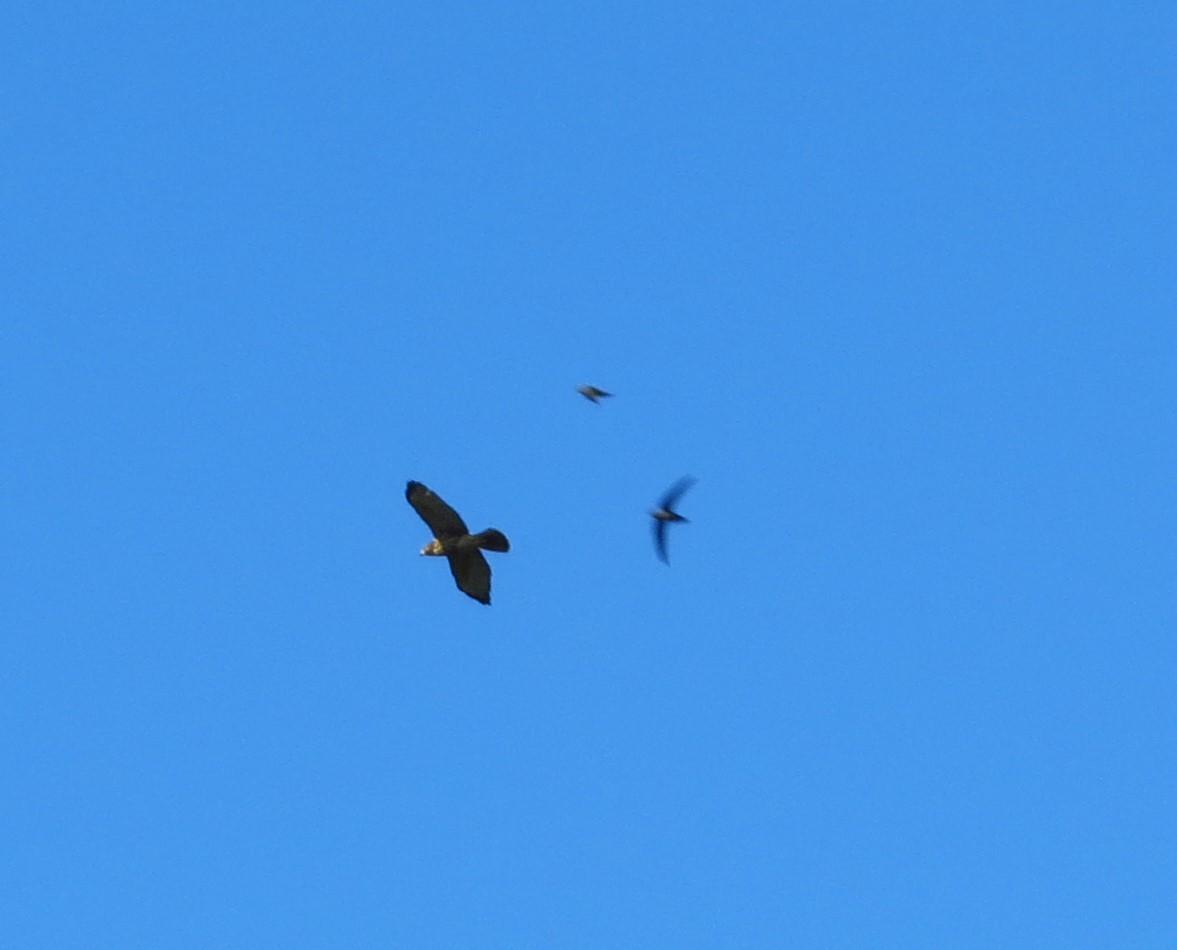 Broad-winged Hawk - ML622368383