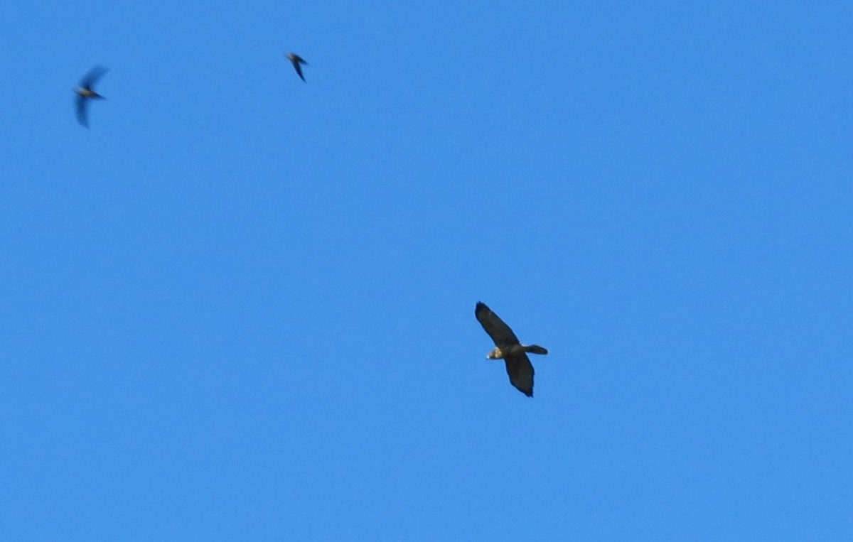 Broad-winged Hawk - ML622368384