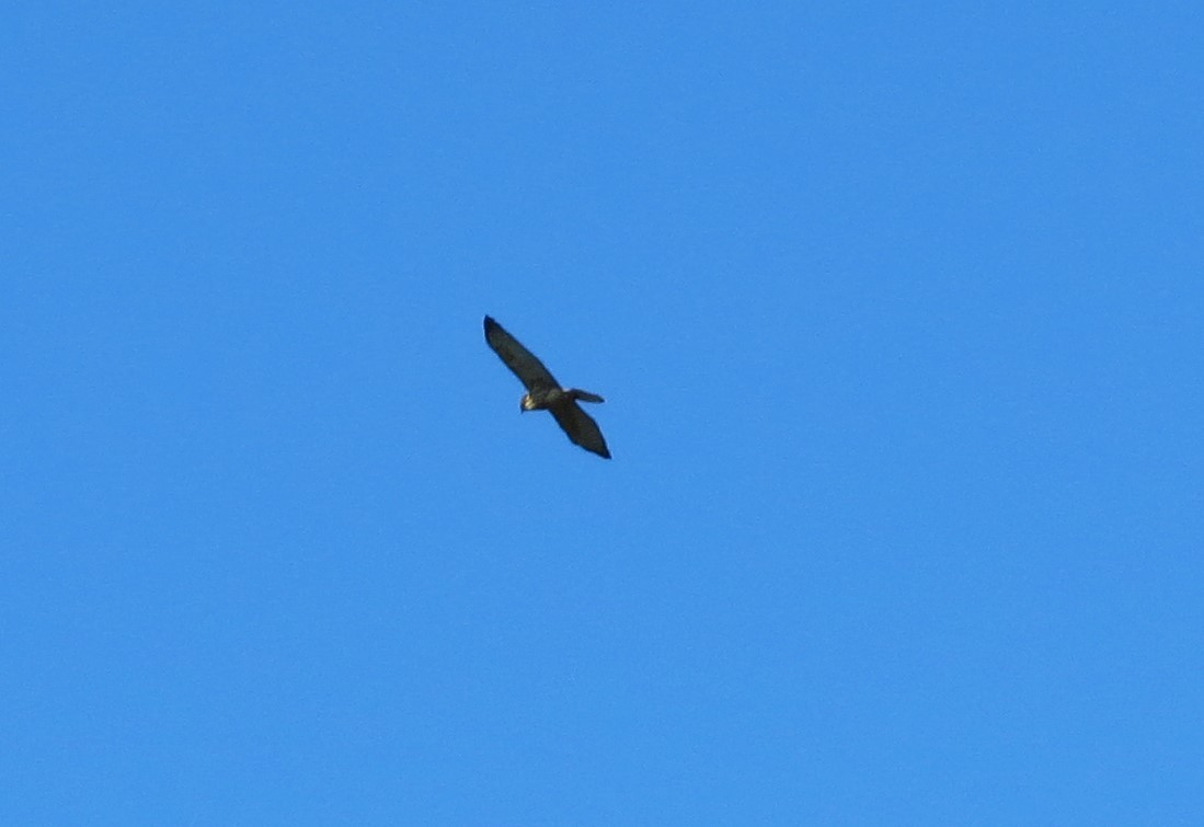 Broad-winged Hawk - ML622368385