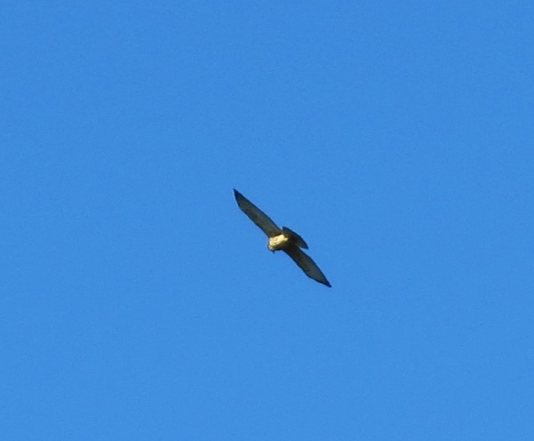 Broad-winged Hawk - ML622368386