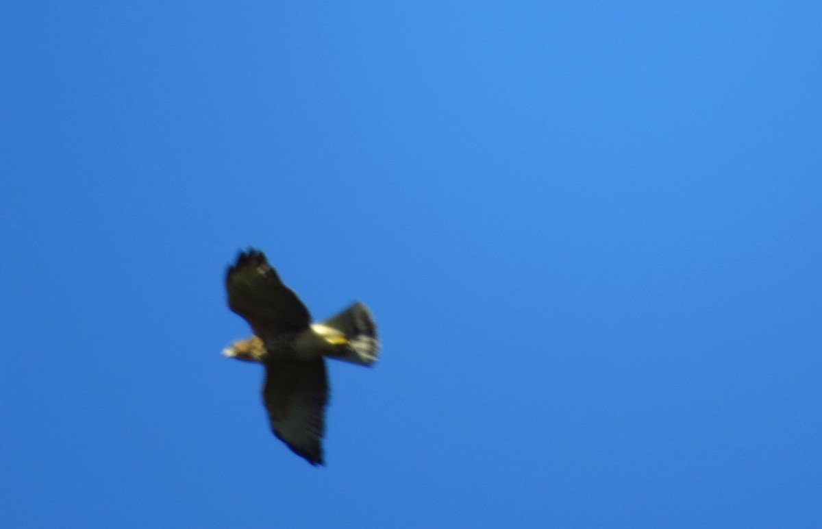 Broad-winged Hawk - ML622368387