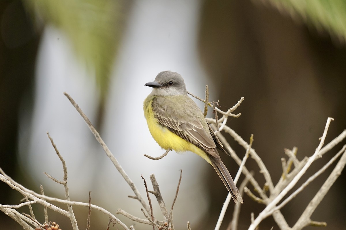 Tropical Kingbird - ML622368453