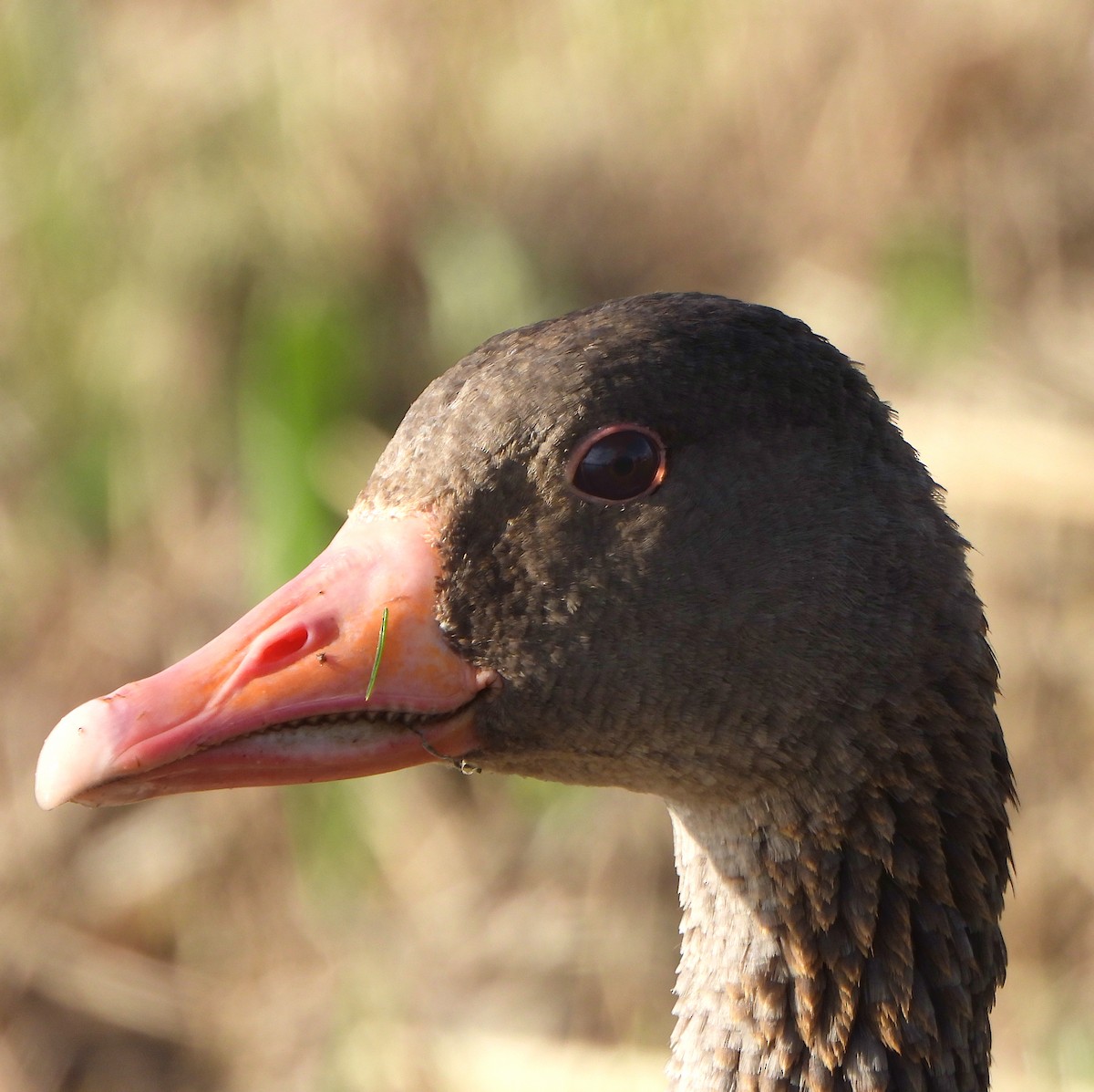 Graylag Goose - ML622368551