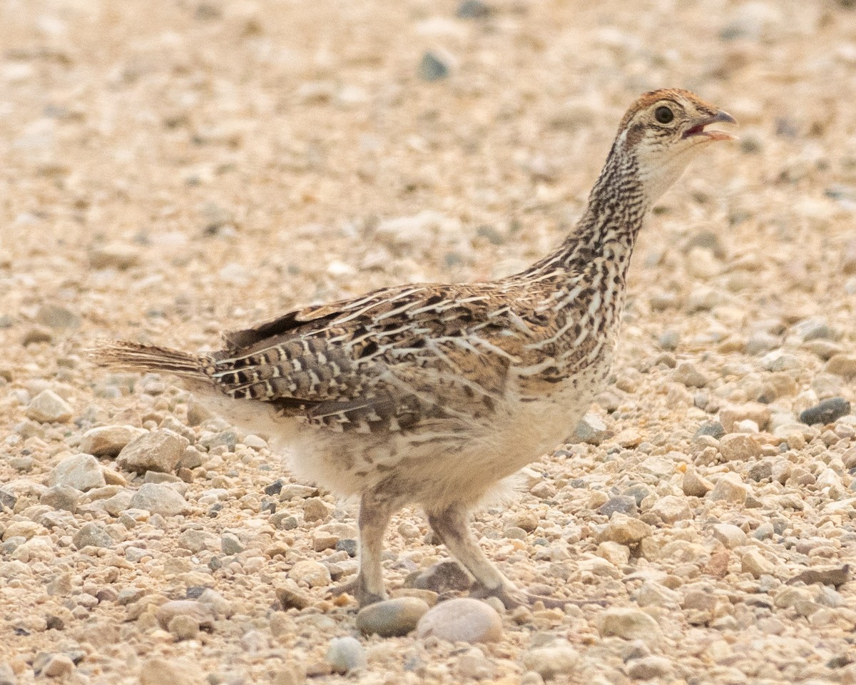 Sharp-tailed Grouse - ML622368693