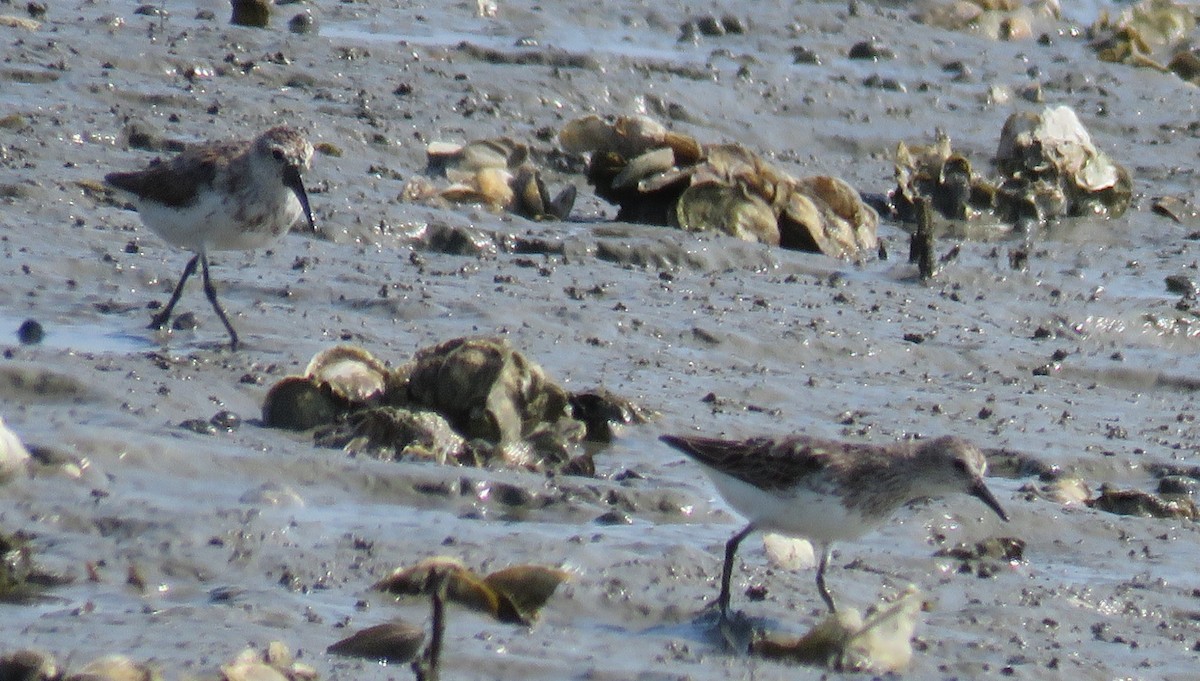 Western Sandpiper - James Asmuth