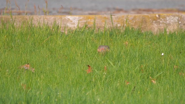 Northern Flicker - ML622368718