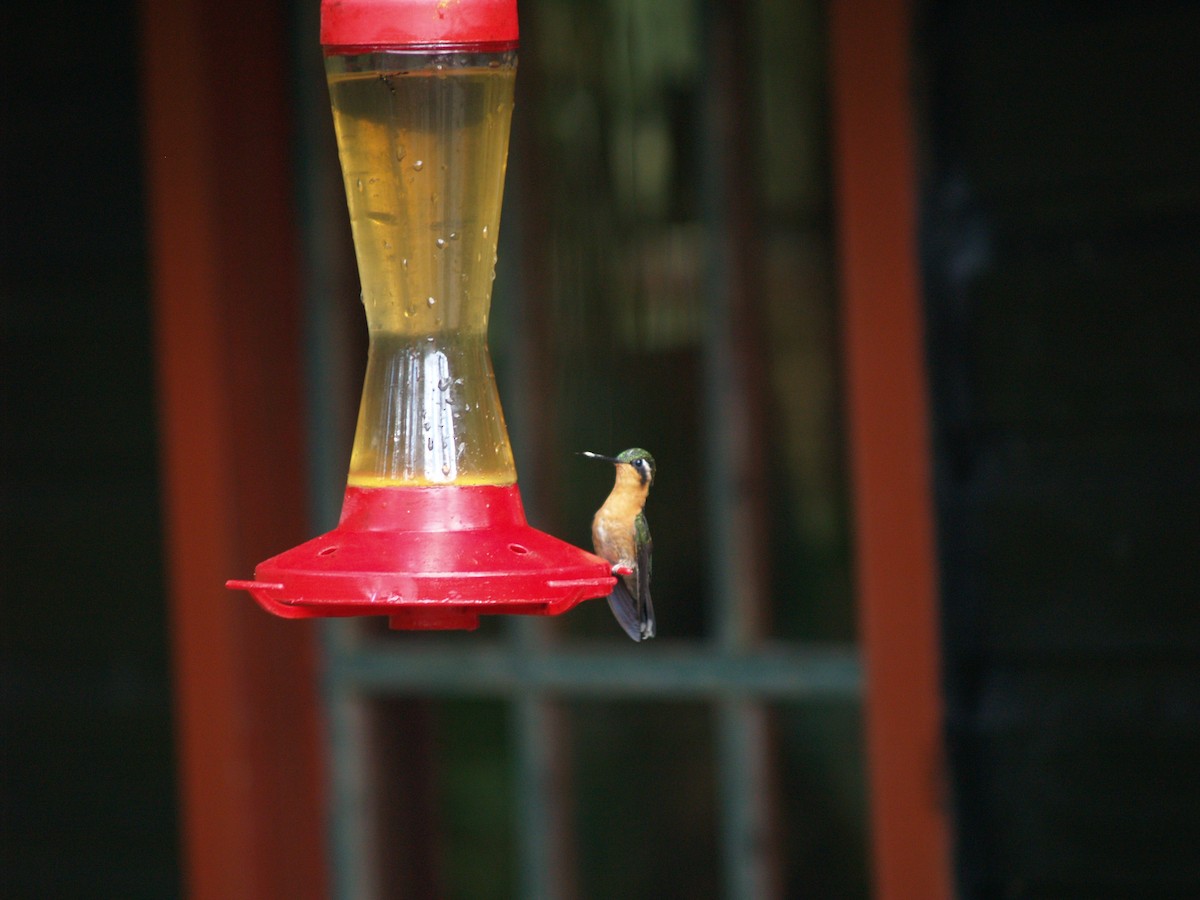 Colibri à ventre châtain - ML622368743