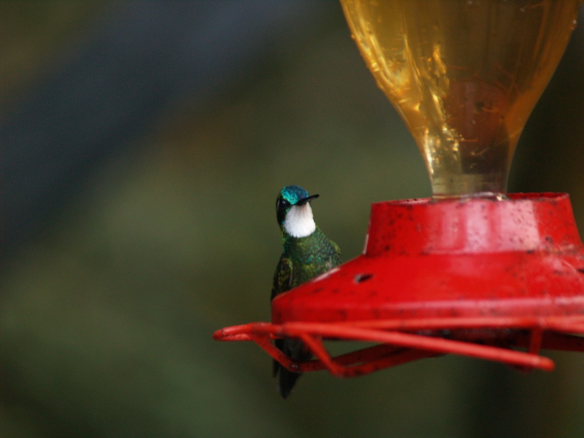 Colibri à ventre châtain - ML622368752