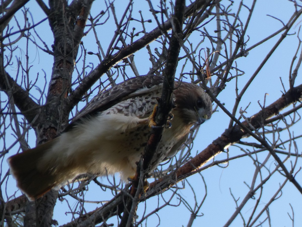 Red-tailed Hawk - ML622368772