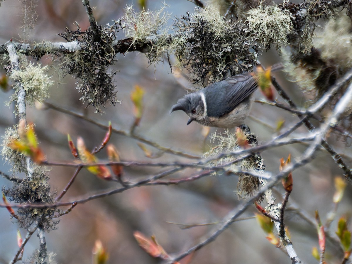 Gray-crested Tit - ML622368868