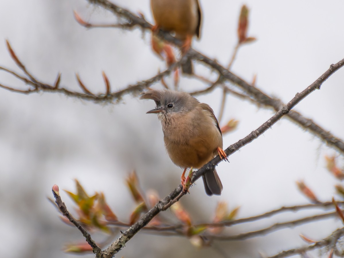 Stripe-throated Yuhina - ML622368894