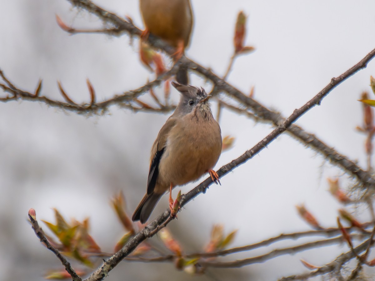 Stripe-throated Yuhina - ML622368895