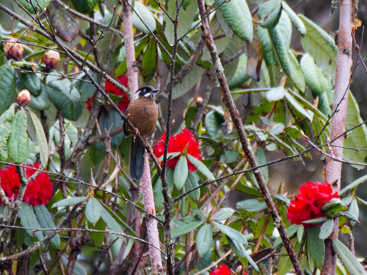 Black-faced Laughingthrush - ML622368929