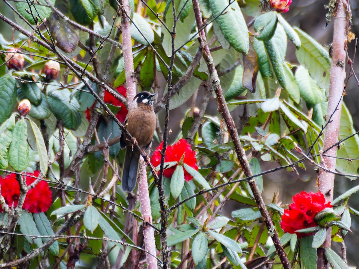 Black-faced Laughingthrush - ML622368930